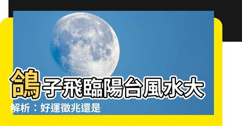 鴿子飛到陽台風水|【鴿子飛來陽台風水】鴿子降臨你家：陽台築巢、飛來停駐的風水。